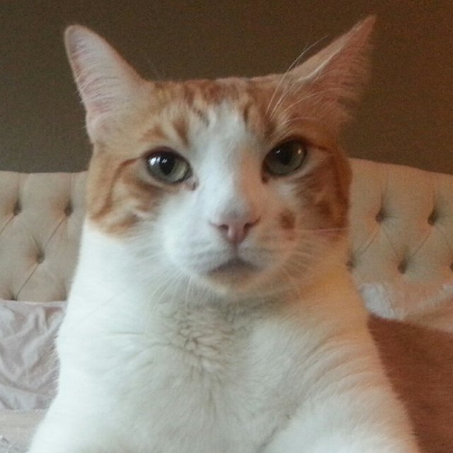 Jackson
