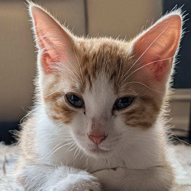 Rylo
